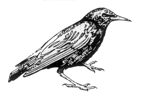 Adult Starling